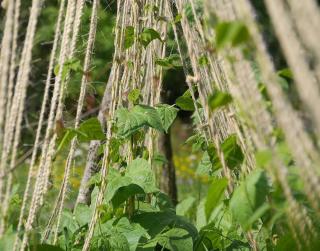 potager vertical pour petit jardin