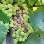 pourriture-grise-blanche-sur-raisin-symptome-pourriture-grise-fraise-Botrytis