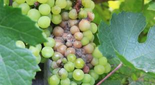 pourriture grise blanche sur raisin - symptome pourriture grise fraise - Botrytis