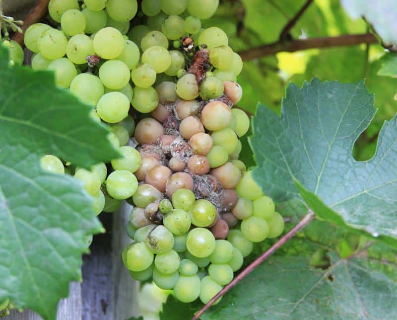 pourriture grise blanche sur raisin - symptome pourriture grise fraise - Botrytis