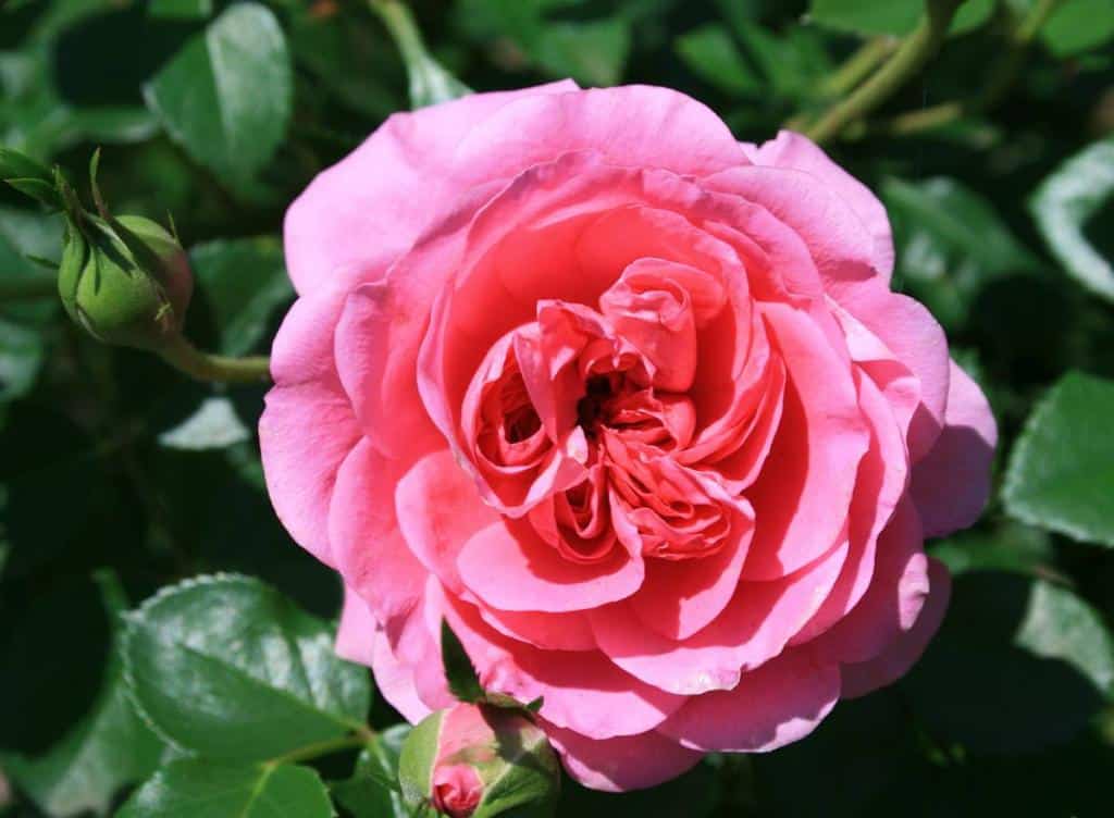 rosier anglais - rose anglaise - David Austin