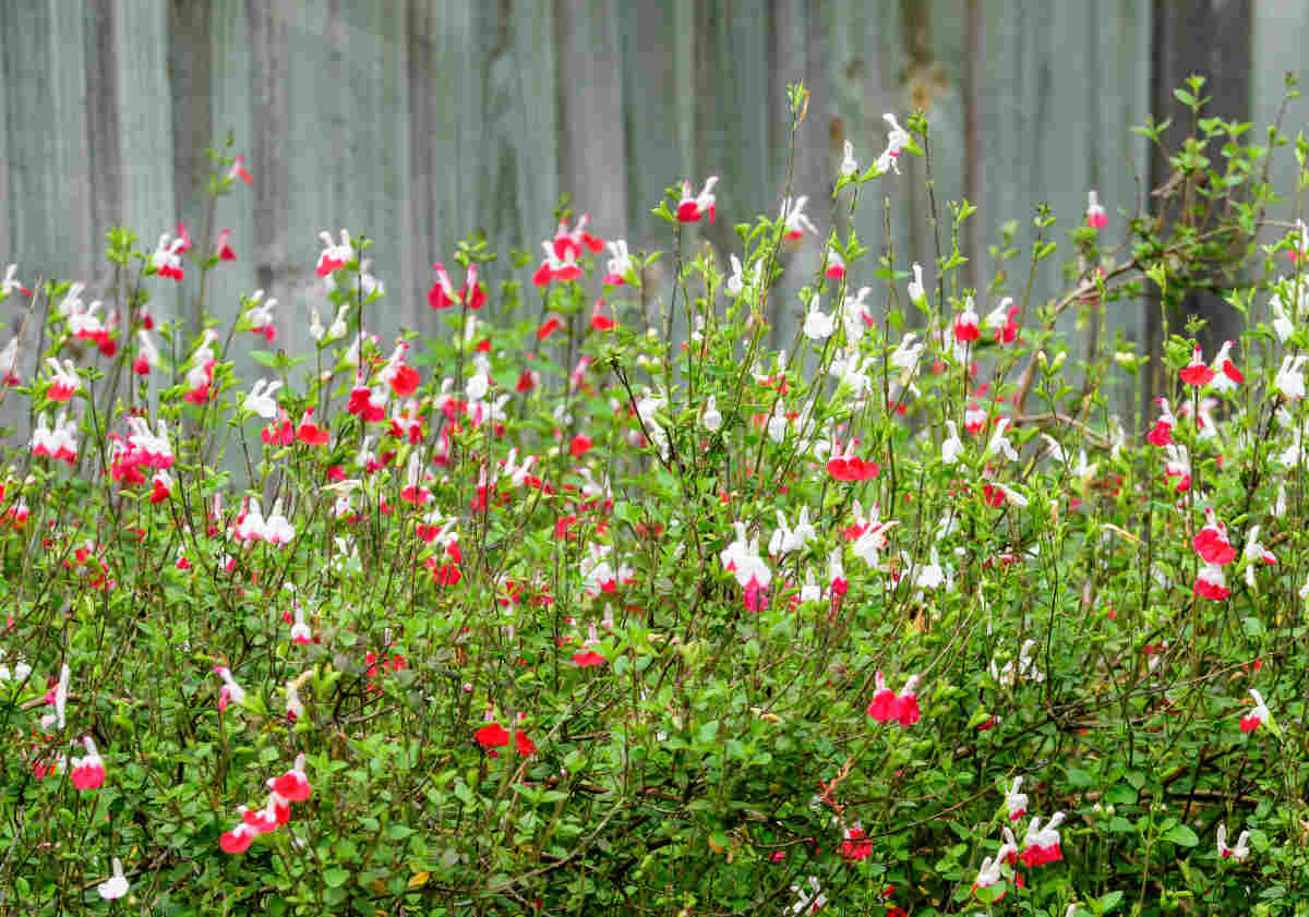 sauge de graham - Salvia microphylla grahamii