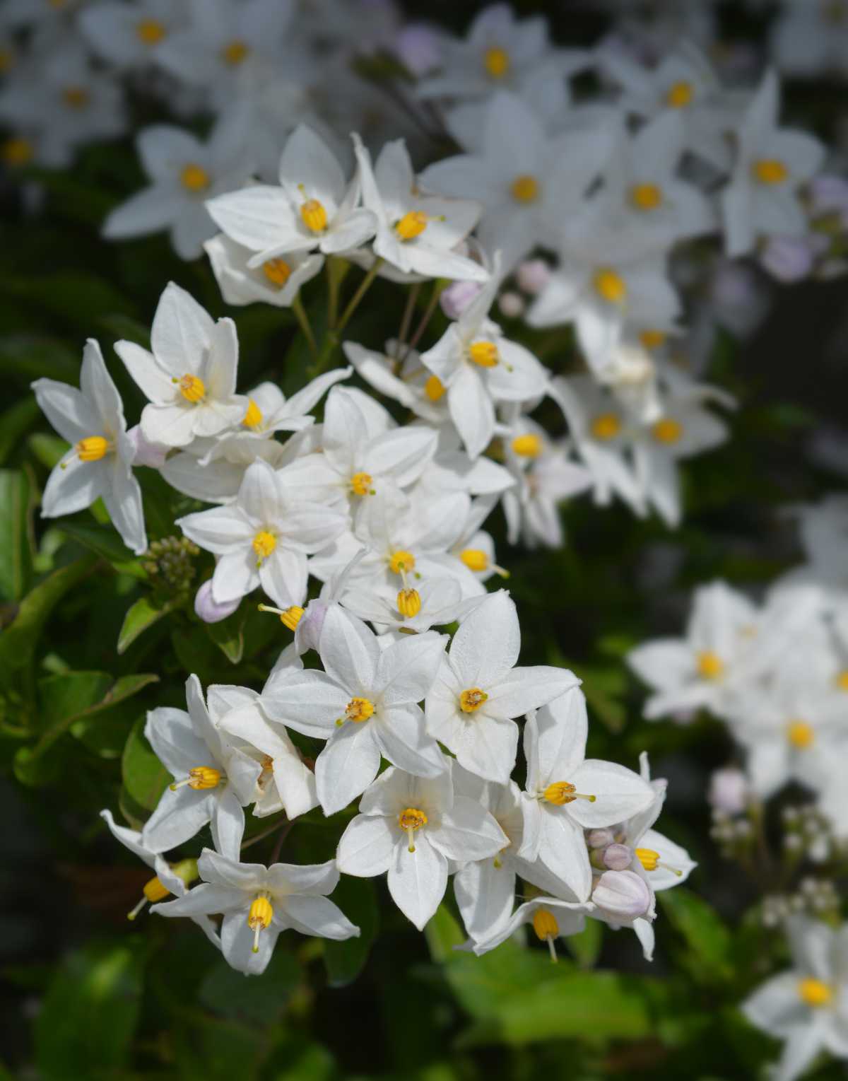 solanum jasminoides