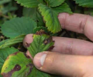 symptome pourriture grise fraise - Botrytis feuilles