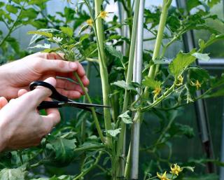 taille des tomates gourmands