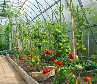 tomate sous serre tunnel entretien