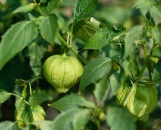 tomatillo plante