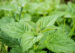 traitement naturel potager bio