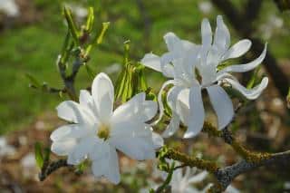 Arbre Fleurs parfumees