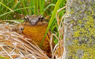 Crapaud jardin