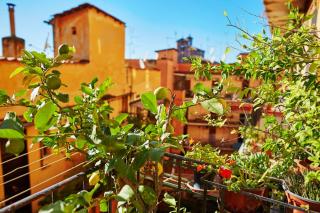 Fruitier pour balcon