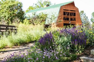 Plantes de montagne jardin