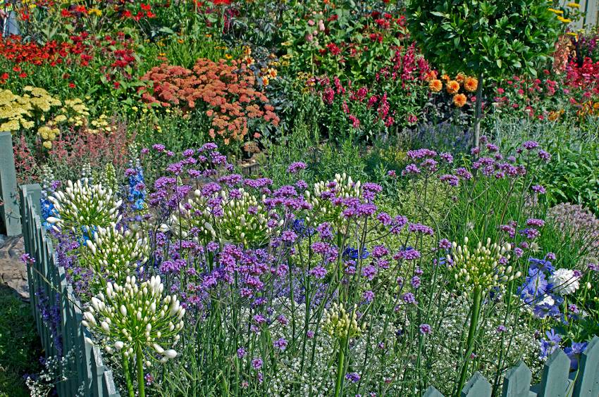 Plantes pour plein soleil