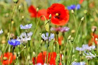 Prairie fleurie