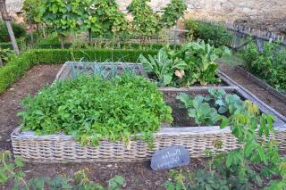 Rotation culture potager legumes