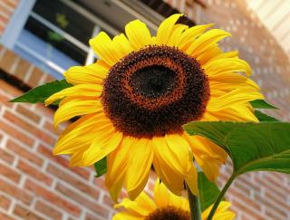 Tournesol en pot