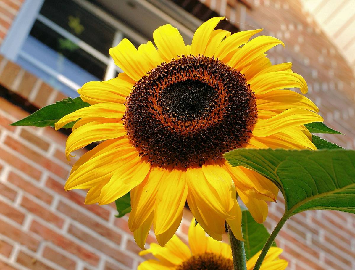 Tournesol : culture, floraison et conseils d'entretien