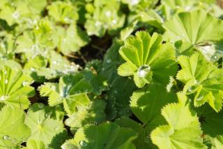 alchemilla mollis entretien