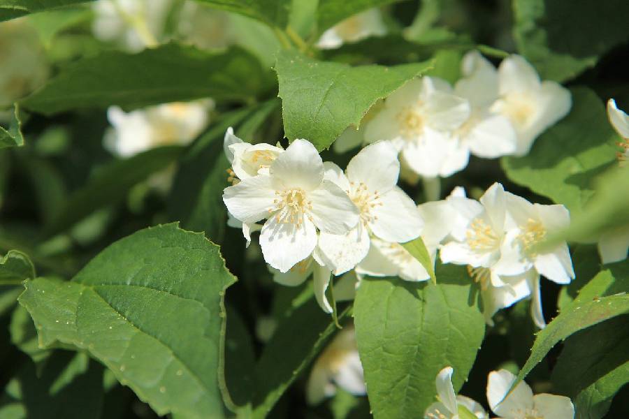 Fleurs parfumées : les plus belles floraisons odorantes – Jardiner Malin
