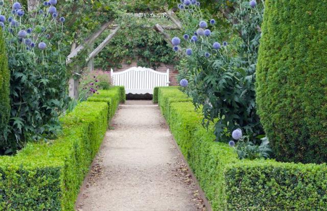 10 plantes pour haie basse persistante ou fleurie – Jardiner Malin