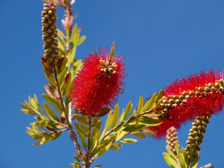 9 plantes qui aiment le soleil – Jardiner Malin - Arbuste, vivace, grimpante