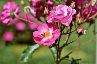 arbuste rosier été