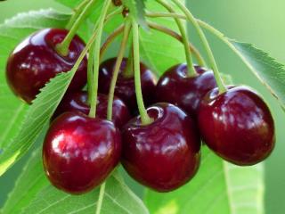 cerisier en pot sur balcon variete naine