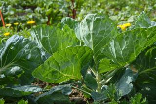 comment associer legume potager