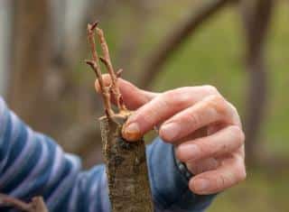 comment greffer un arbre greffage technique