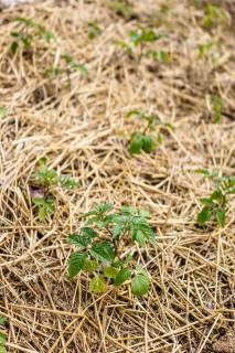 conseil potager secheresse