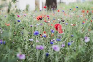 conseils pour faire une prairie fleurie