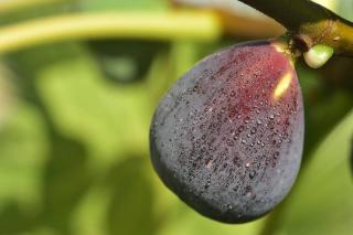 figuier en pot sur balcon