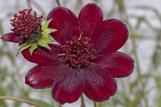 Fleurs parfumées : les plus belles floraisons odorantes – Jardiner Malin