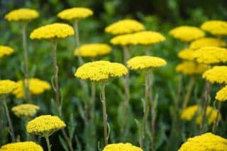 fleurs plein soleil