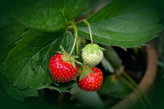 fraisier sur balcon