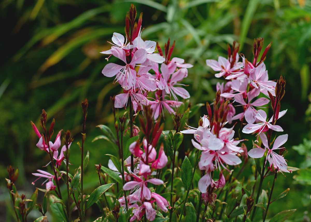 gaura