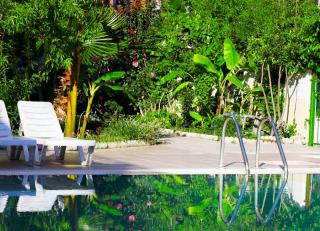 idee plante tropicale piscine ambiance