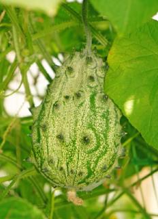 kiwano plante