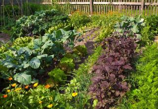 legume potager qui supporte secheresse manque eau