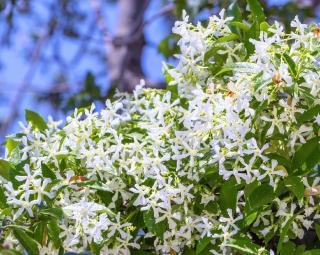 liste de fleurs pafumees