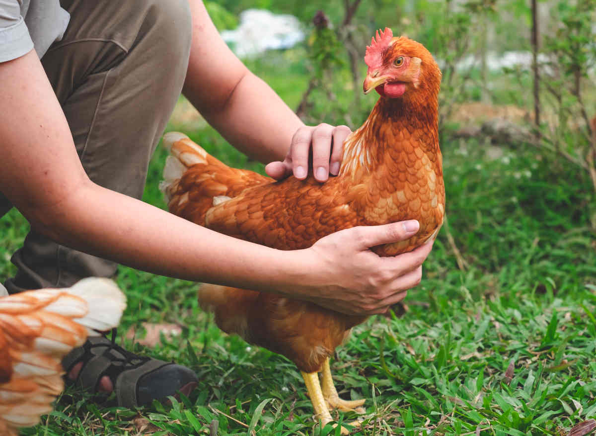 mue poule qui perd ses plumes