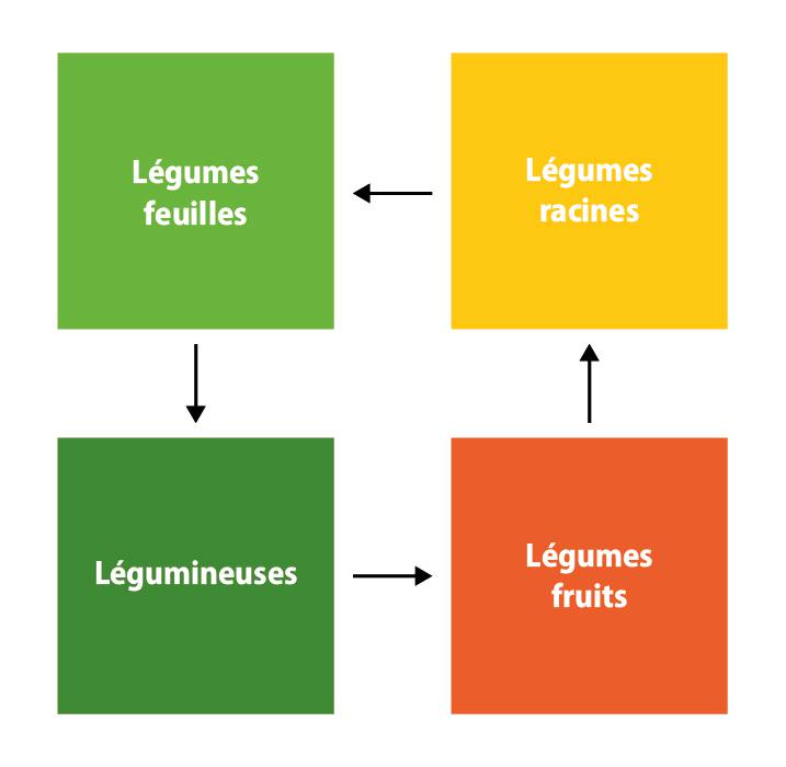 Rotation des cultures : définition, plan et méthode – Jardiner Malin