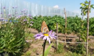 plante amie legume potager