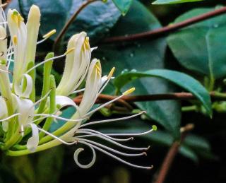plante grimpante persistante qui ne perd pas ses feuilles