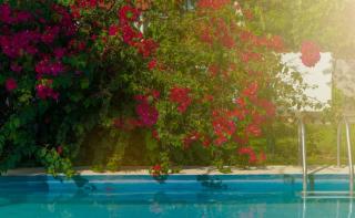 plante mediterranee piscine