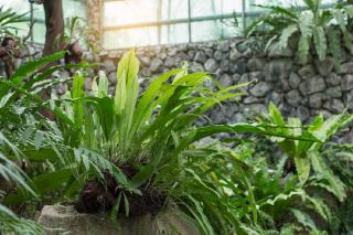 plantes pour veranda