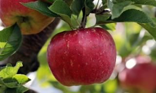 pommier sur balcon