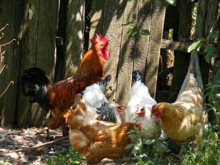 poule qui perd ses plumes mue