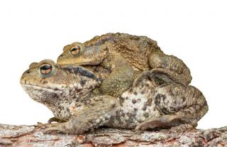 reproduction Crapaud