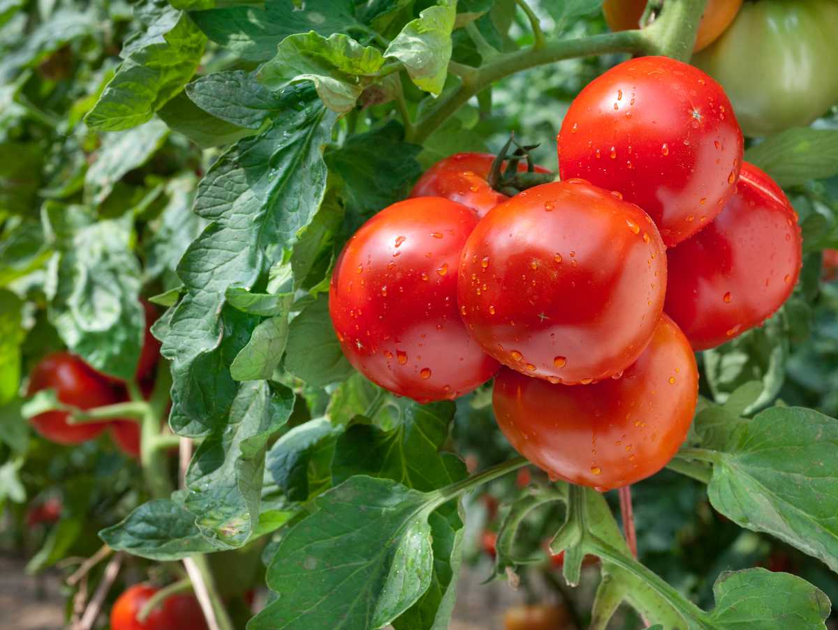 Comment obtenir des tomates extra sucrées dans son potager?